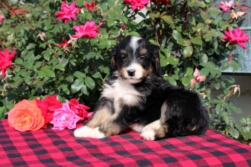 puppy, for, sale, Bernedoodle, Matthew B. Stoltzfus, dog, breeder, Gap, PA, dog-breeder, puppy-for-sale, forsale, nearby, find, puppyfind, locator, puppylocator, aca